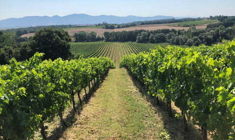 vigna alta primavera WAS 1