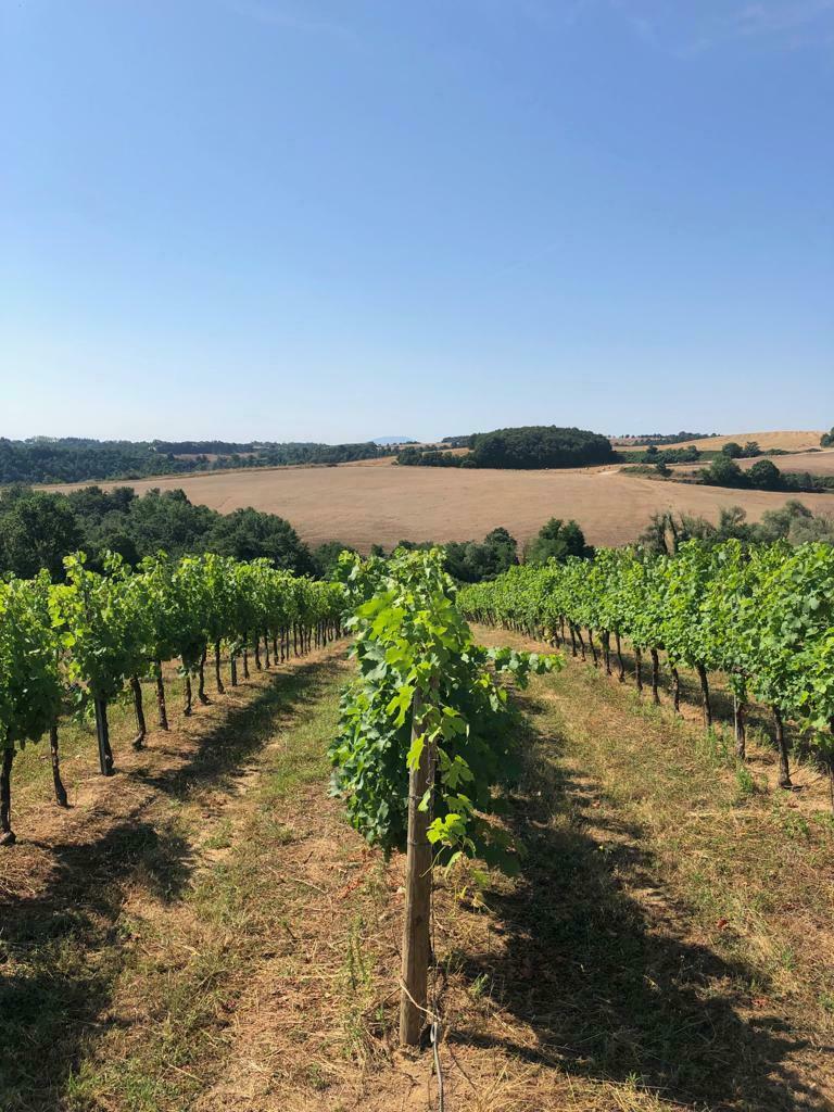 vigna con colline